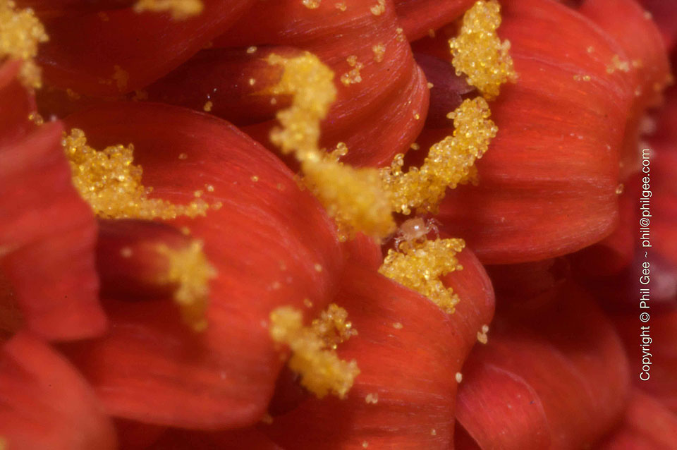 Macro Mite © Phil Gee