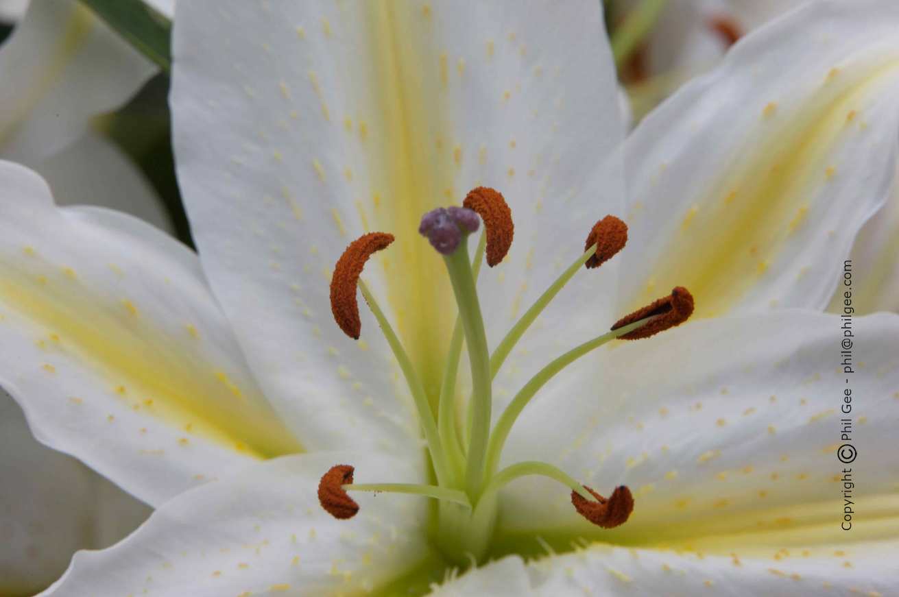 Copyright © Phil Gee - phil@philgee.com