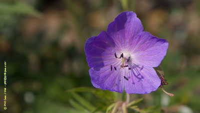 Copyright © Phil Gee