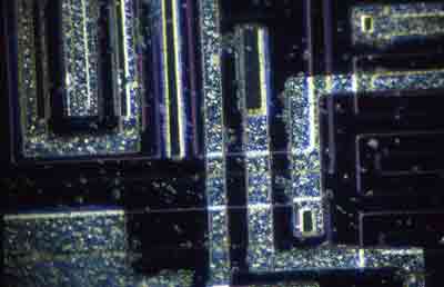 Nomarski DIC © Phil Gee