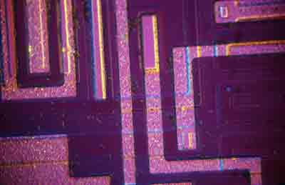 Nomarski DIC © Phil Gee