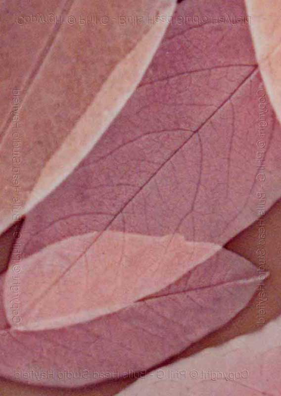 Sun Print © Phil Gee