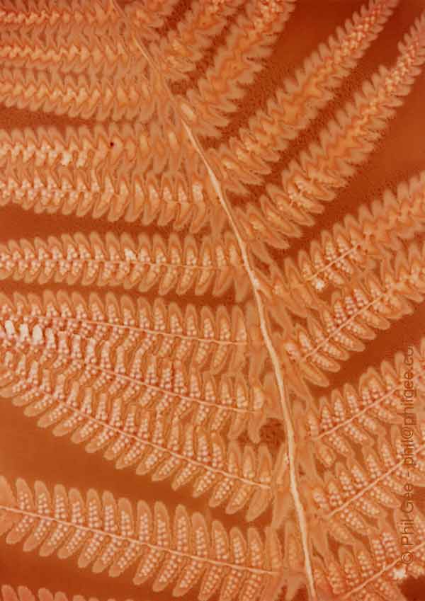 Fern2 © Phil Gee