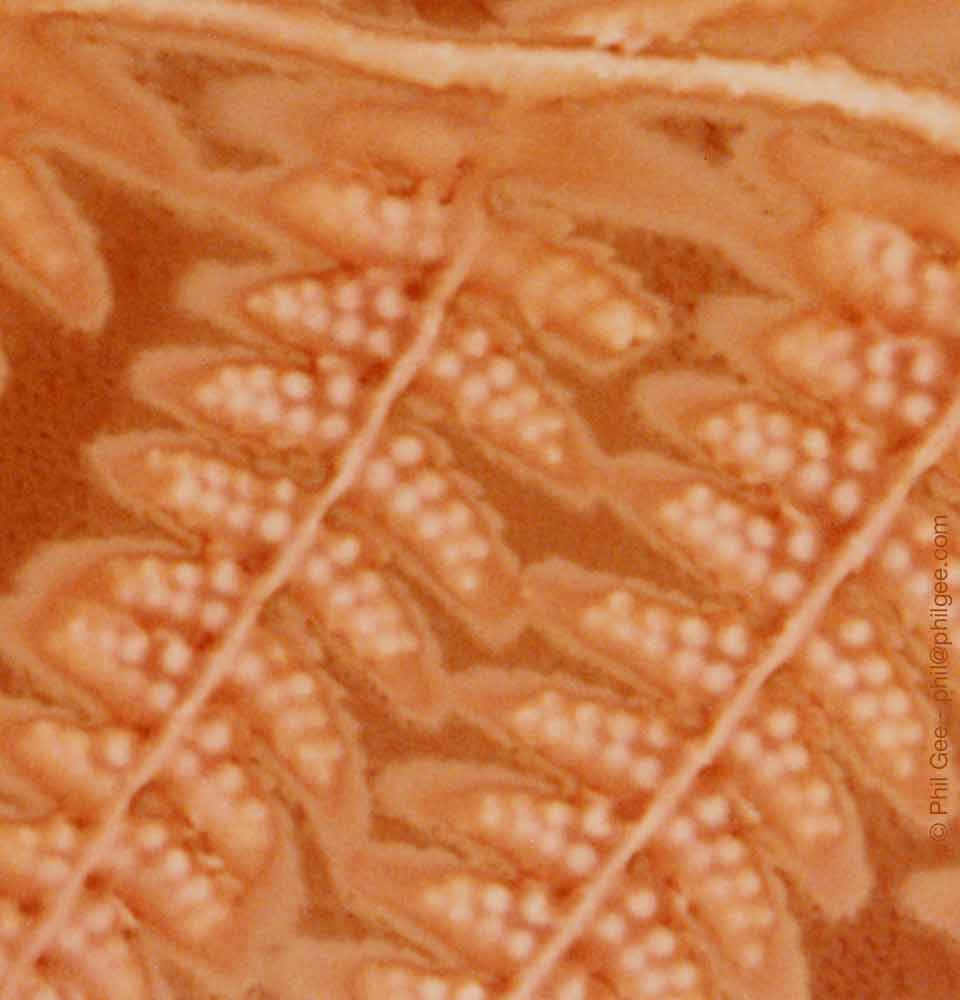Fern3 © Phil Gee